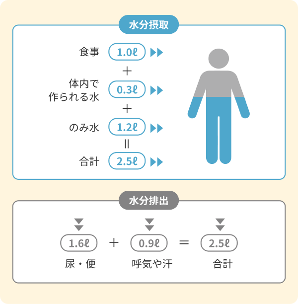 水分摂取と排出のバランス: 食事1.0L + 体内で作られる水0.3L + のみ水1.2L = 合計2.5L